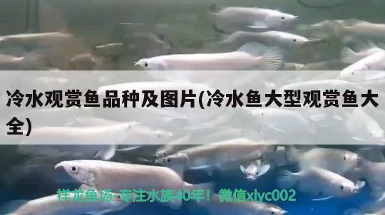 冷水觀賞魚品種及圖片(冷水魚大型觀賞魚大全)