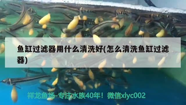 魚缸過濾器用什么清洗好(怎么清洗魚缸過濾器) 蝴蝶鯉