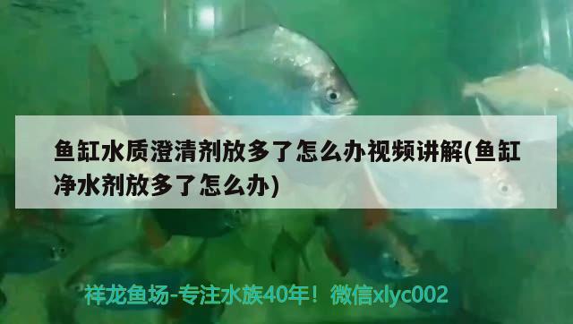 魚缸水質(zhì)澄清劑放多了怎么辦視頻講解(魚缸凈水劑放多了怎么辦) 福虎/異型虎魚/純色虎魚