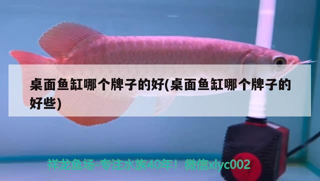 桌面魚缸哪個牌子的好(桌面魚缸哪個牌子的好些) 狗頭魚