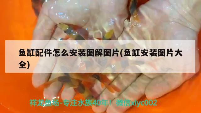 魚缸配件怎么安裝圖解圖片(魚缸安裝圖片大全) 新加坡號半紅龍魚（練手級紅龍魚）