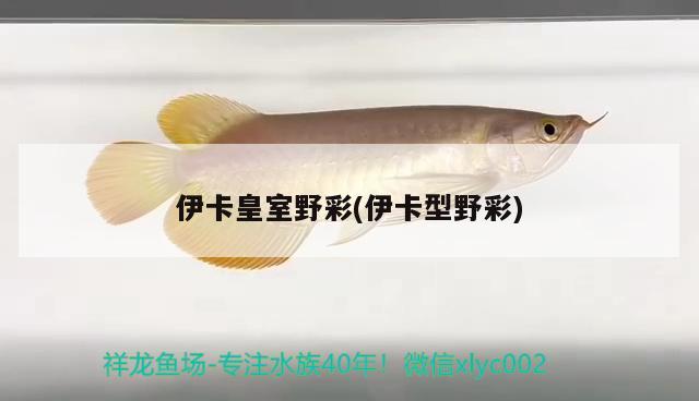 伊卡皇室野彩(伊卡型野彩) 黃金河虎魚