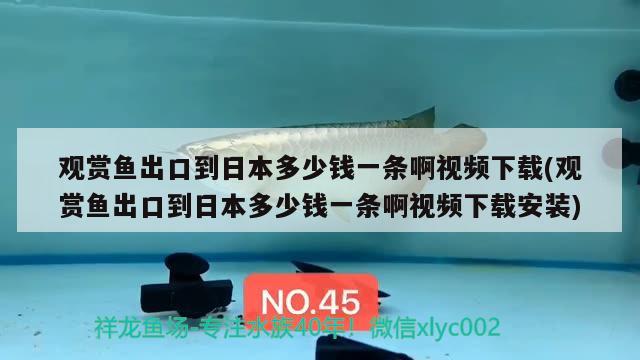 觀賞魚出口到日本多少錢一條啊視頻下載(觀賞魚出口到日本多少錢一條啊視頻下載安裝) 觀賞魚進(jìn)出口