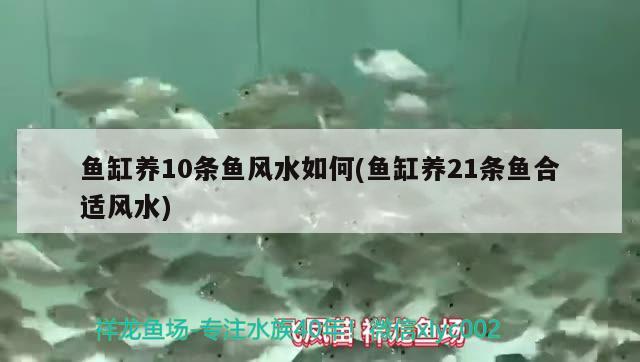 魚缸養(yǎng)10條魚風(fēng)水如何(魚缸養(yǎng)21條魚合適風(fēng)水)