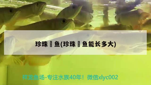 珍珠魟魚(珍珠魟魚能長多大)