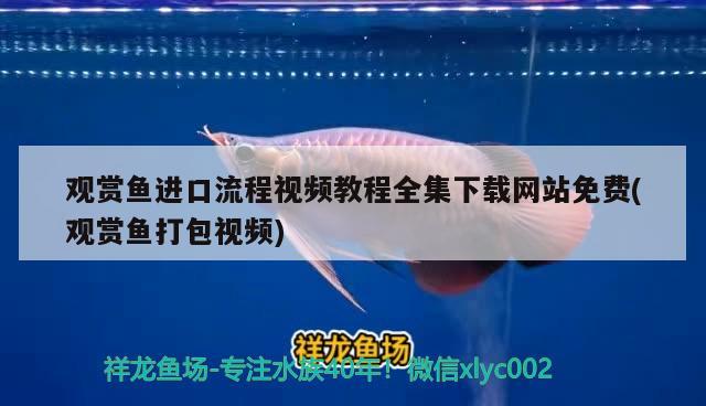 觀賞魚進口流程視頻教程全集下載網(wǎng)站免費(觀賞魚打包視頻) 觀賞魚進出口