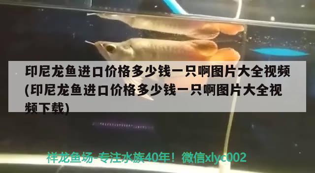 印尼龍魚進口價格多少錢一只啊圖片大全視頻(印尼龍魚進口價格多少錢一只啊圖片大全視頻下載) 觀賞魚進出口