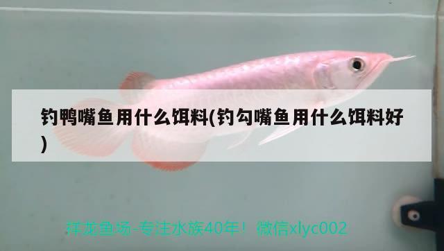 釣鴨嘴魚用什么餌料(釣勾嘴魚用什么餌料好) 垂釣樂園