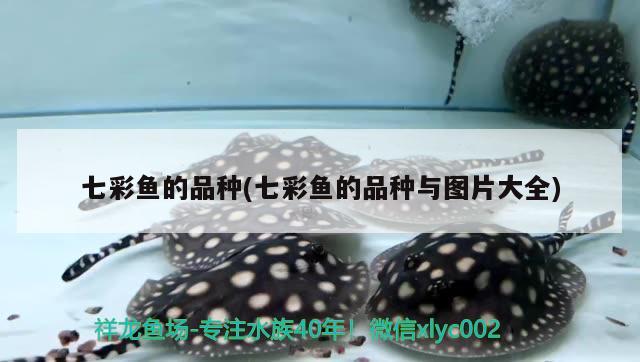 七彩魚的品種(七彩魚的品種與圖片大全) 魚缸水質(zhì)穩(wěn)定劑