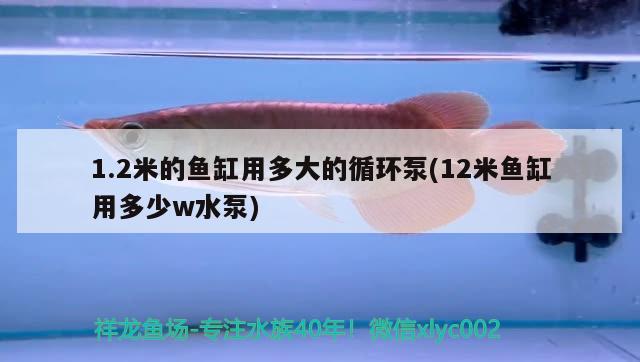 1.2米的魚缸用多大的循環(huán)泵(12米魚缸用多少w水泵) 超血紅龍魚