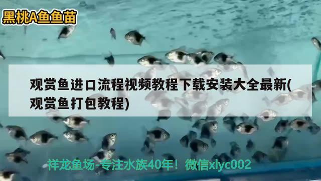 觀賞魚進口流程視頻教程下載安裝大全最新(觀賞魚打包教程)