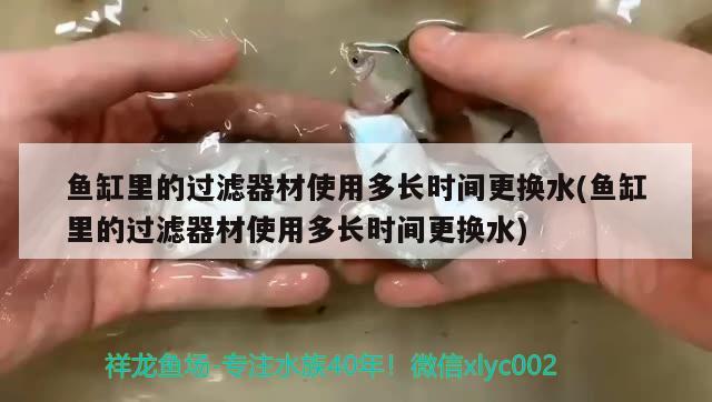 魚缸里的過濾器材使用多長時間更換水(魚缸里的過濾器材使用多長時間更換水) 胭脂孔雀龍魚