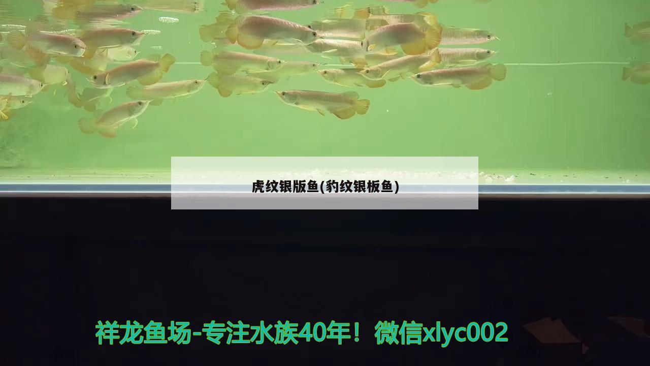 虎紋銀版魚(豹紋銀板魚) 虎紋銀版魚