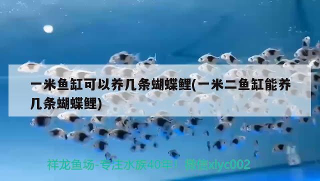 一米魚缸可以養(yǎng)幾條蝴蝶鯉(一米二魚缸能養(yǎng)幾條蝴蝶鯉) 蝴蝶鯉