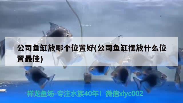 公司魚(yú)缸放哪個(gè)位置好(公司魚(yú)缸擺放什么位置最佳)