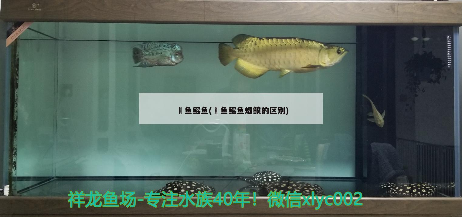 魟魚鰩魚(魟魚鰩魚蝠鲼的區(qū)別) 三間鼠魚