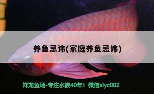 養(yǎng)魚忌諱(家庭養(yǎng)魚忌諱) 黃金招財(cái)貓魚