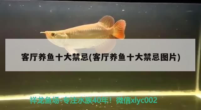 客廳養(yǎng)魚十忌(客廳養(yǎng)魚十忌圖片) 白子銀龍苗（黃化銀龍苗）