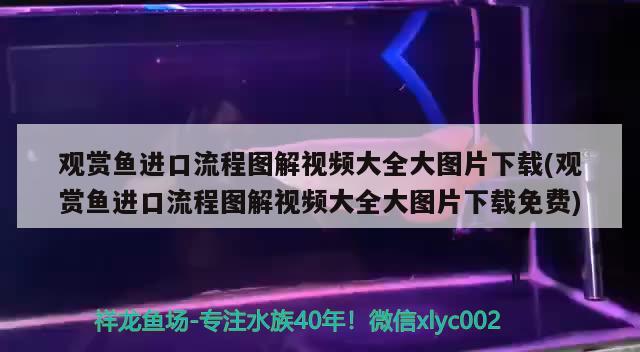 觀賞魚進(jìn)口流程圖解視頻大全大圖片下載(觀賞魚進(jìn)口流程圖解視頻大全大圖片下載免費(fèi)) 觀賞魚進(jìn)出口