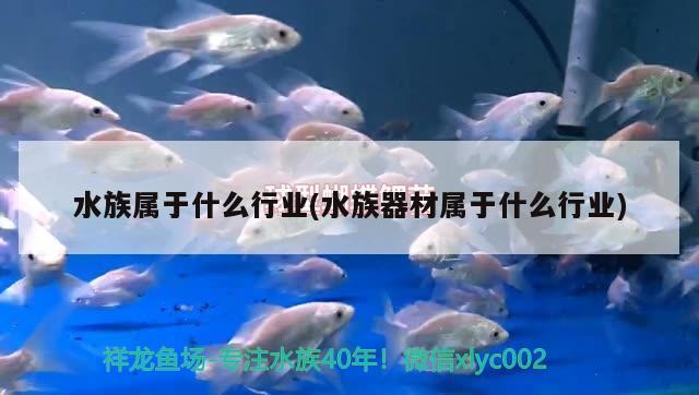 水族屬于什么行業(yè)(水族器材屬于什么行業(yè)) 國產(chǎn)元寶鳳凰魚