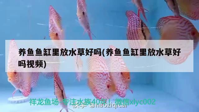 養(yǎng)魚魚缸里放水草好嗎(養(yǎng)魚魚缸里放水草好嗎視頻) 水草