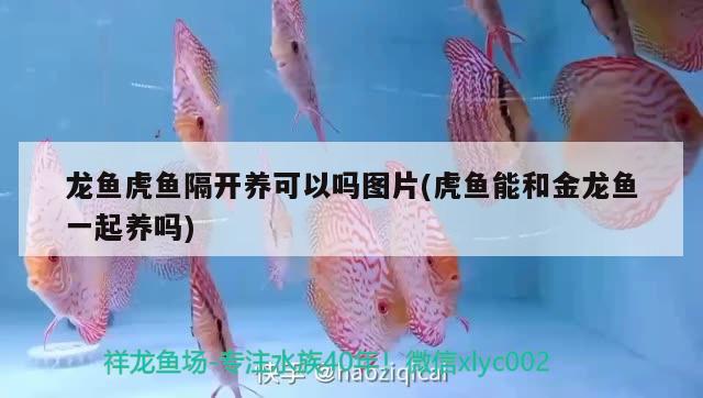 龍魚虎魚隔開養(yǎng)可以嗎圖片(虎魚能和金龍魚一起養(yǎng)嗎) 虎魚百科