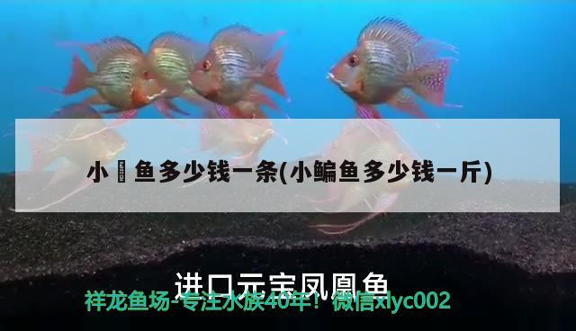 小魟魚多少錢一條(小鳊魚多少錢一斤) 祥龍超血紅龍魚