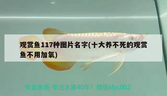 觀賞魚117種圖片名字(十大養(yǎng)不死的觀賞魚不用加氧)