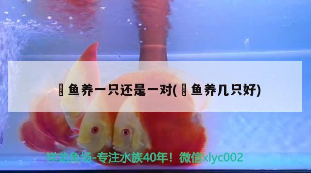 魟魚(yú)養(yǎng)一只還是一對(duì)(魟魚(yú)養(yǎng)幾只好) 元寶鳳凰魚(yú)專(zhuān)用魚(yú)糧