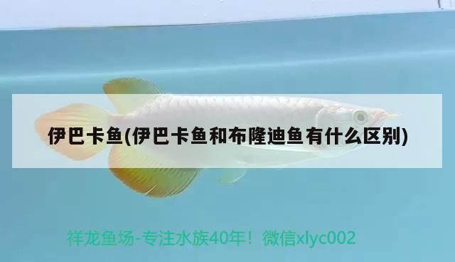 伊巴卡魚(伊巴卡魚和布隆迪魚有什么區(qū)別)