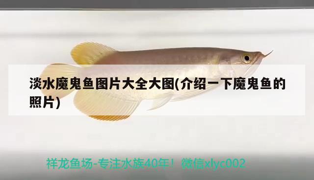 淡水魔鬼魚圖片大全大圖(介紹一下魔鬼魚的照片) 過背金龍魚