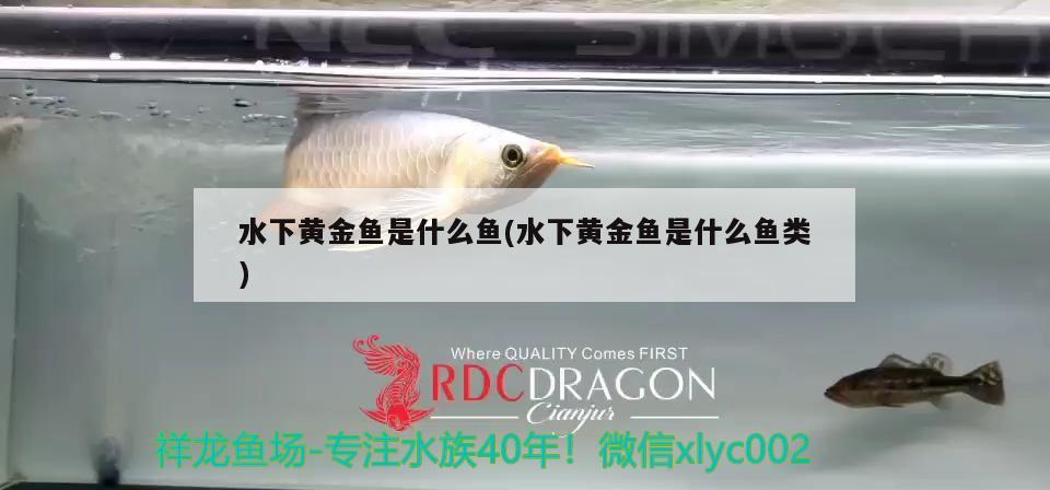 水下黃金魚是什么魚(水下黃金魚是什么魚類) 綠皮皇冠豹魚