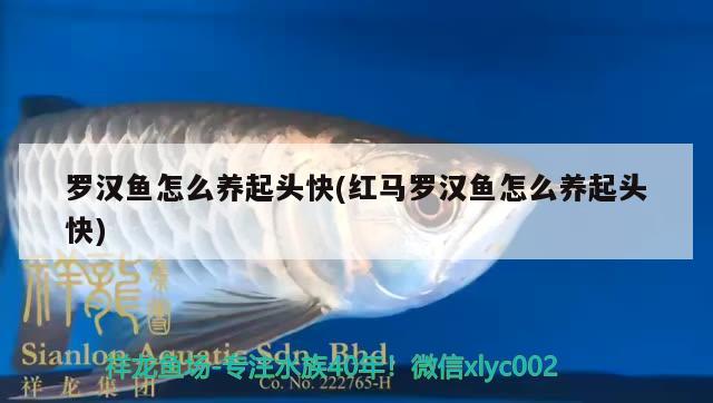 羅漢魚(yú)怎么養(yǎng)起頭快(紅馬羅漢魚(yú)怎么養(yǎng)起頭快) 羅漢魚(yú)