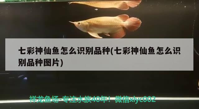 七彩神仙魚怎么識別品種(七彩神仙魚怎么識別品種圖片) 七彩神仙魚