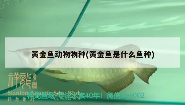 黃金魚動物物種(黃金魚是什么魚種)