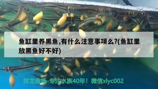 魚缸里養(yǎng)黑魚,有什么注意事項(xiàng)么?(魚缸里放黑魚好不好) 魚缸百科