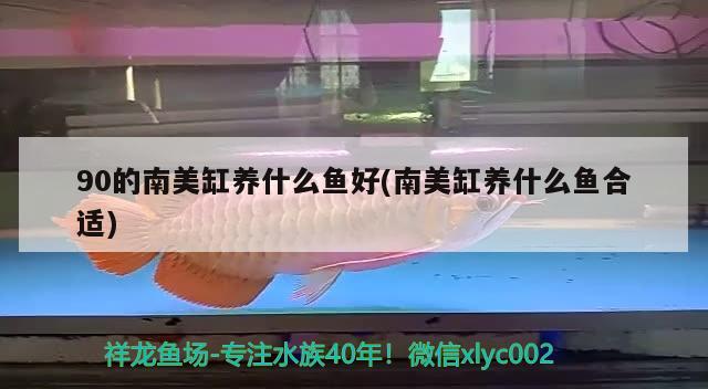 90的南美缸養(yǎng)什么魚好(南美缸養(yǎng)什么魚合適) 雙線側(cè)魚