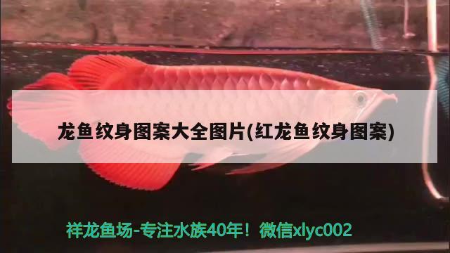 龍魚紋身圖案大全圖片(紅龍魚紋身圖案) 細線銀版魚