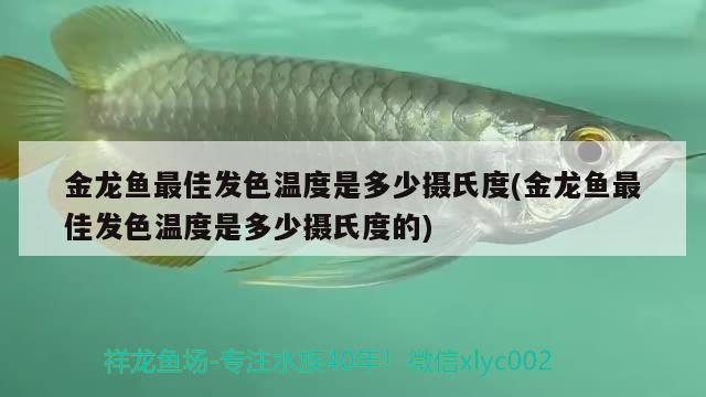 金龍魚最佳發(fā)色溫度是多少攝氏度(金龍魚最佳發(fā)色溫度是多少攝氏度的) 野生地圖魚