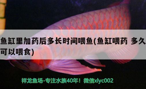 魚缸里加藥后多長時間喂魚(魚缸喂藥多久可以喂食) 巴卡雷龍魚