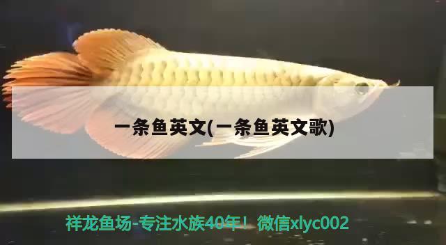 一條魚英文(一條魚英文歌) 魚缸等水族設(shè)備