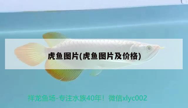 虎魚圖片(虎魚圖片及價格) 虎魚百科