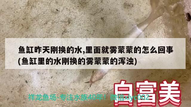 魚缸昨天剛換的水,里面就霧蒙蒙的怎么回事(魚缸里的水剛換的霧蒙蒙的渾濁) 帝王血鉆魚