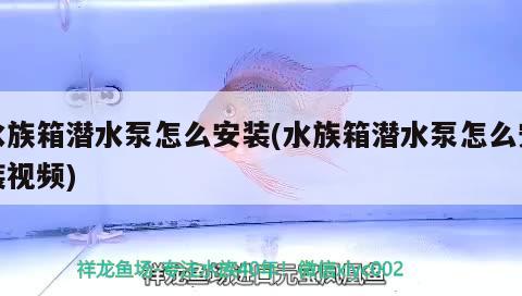 水族箱潛水泵怎么安裝(水族箱潛水泵怎么安裝視頻) 魚缸/水族箱