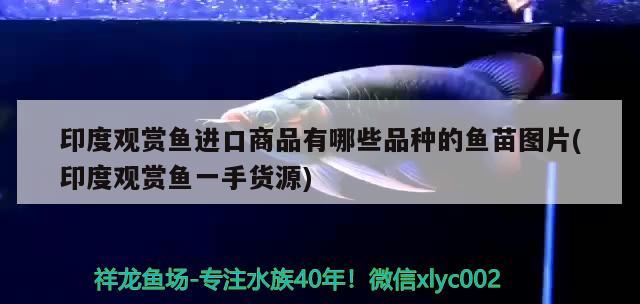 印度觀賞魚進口商品有哪些品種的魚苗圖片(印度觀賞魚一手貨源)