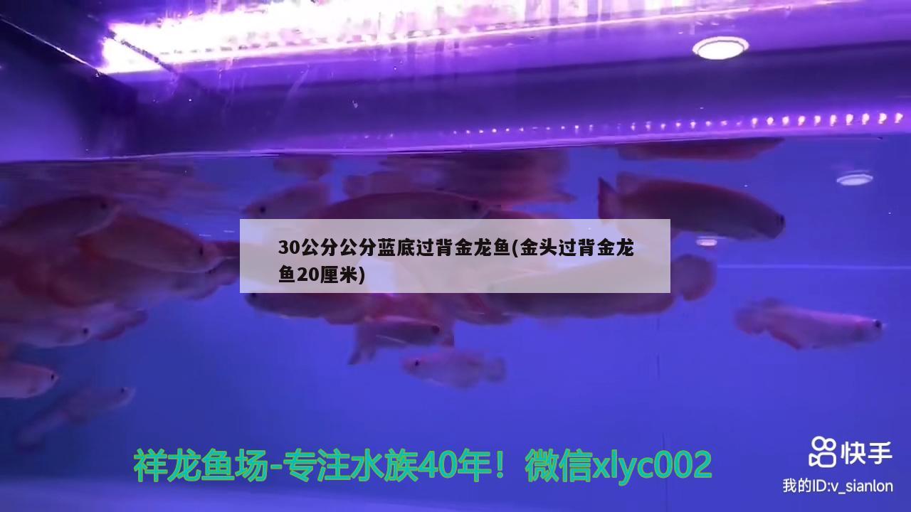 30公分公分藍(lán)底過背金龍魚(金頭過背金龍魚20厘米)