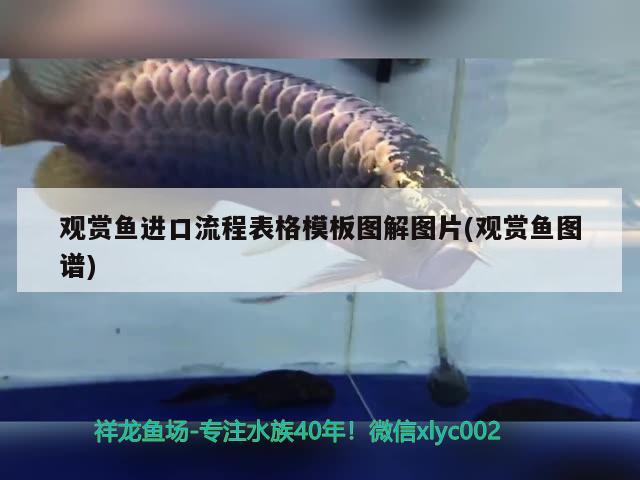 觀賞魚進口流程表格模板圖解圖片(觀賞魚圖譜) 觀賞魚進出口