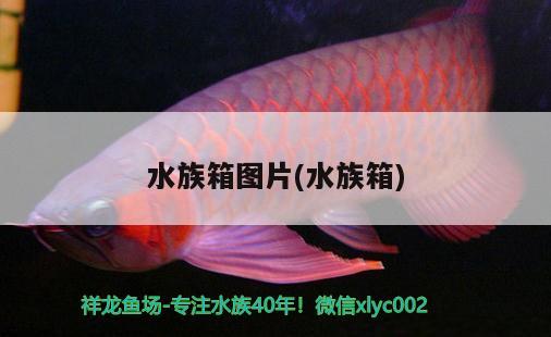 水族箱圖片(水族箱) 魚缸/水族箱