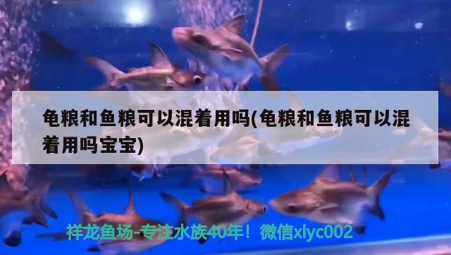 龜糧和魚(yú)糧可以混著用嗎(龜糧和魚(yú)糧可以混著用嗎寶寶) 烏龜