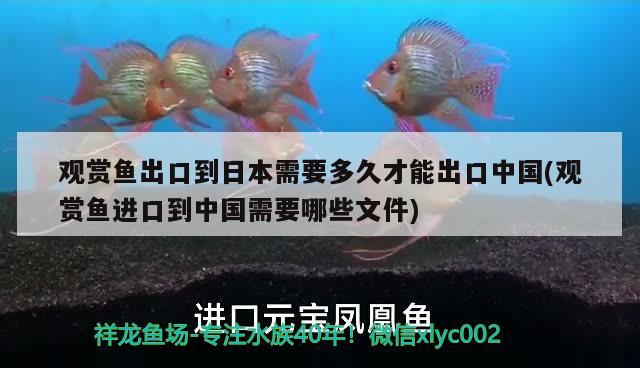 觀賞魚出口到日本需要多久才能出口中國(觀賞魚進口到中國需要哪些文件) 觀賞魚進出口